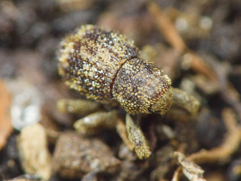 Acalles (Acalles) echinatus (Germar, 1824)